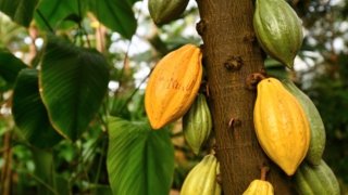 Mombacho and its cocoa