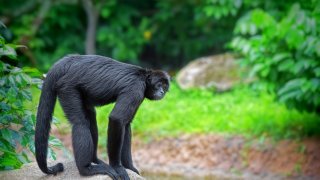 <b>Fauna and Flora</b> of Nicaragua