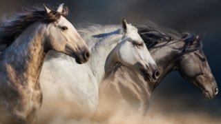 <b>Discover Nicaraguan Equestrian Culture: </b><br>Tradition, Breeding and Festivities