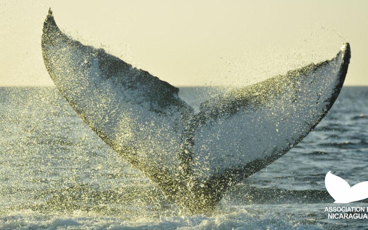 Baleines au Nicaragua, voyage sur mesure. 