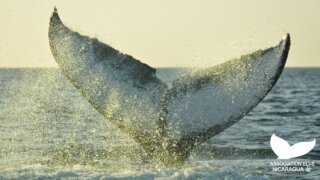 <b>Whales sing</b> in Nicaragua!