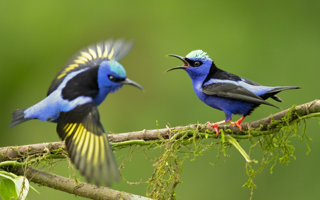 Meilleures photos du Nicaragua, oiseaux 