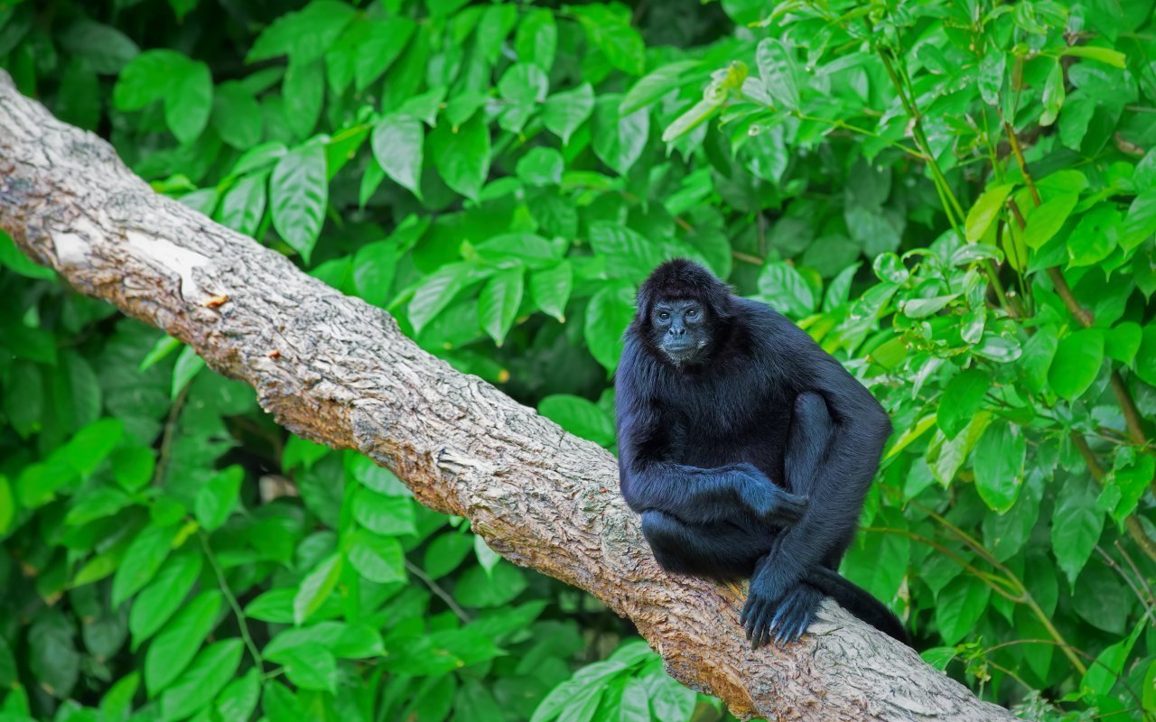 singe araignée, Nicaragua 