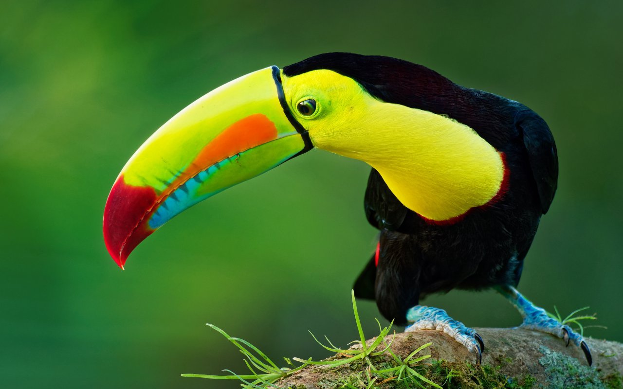 toucan - circuit au nicaragua ou costa rica